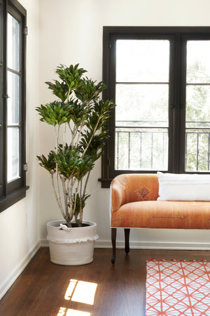  Orange settee in a room with windows and a plant in a white pot on the left. Photographed in Orange Kilim 